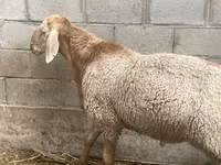 قوچ, Arashan sheep — عکس 4