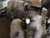Beran, Romanov sheep — foto 2