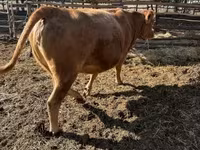 Lembu betina, Simmental cattle — foto 2