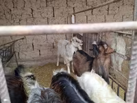 Bak, Alpine goat — 3. fotó