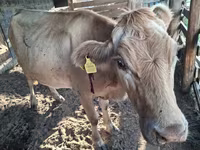 بقرة, Latvian Blue cattle — الصورة 2