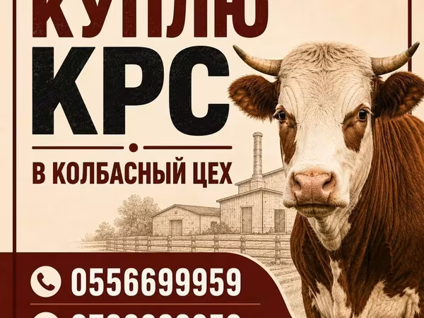 Cattle