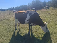 Krava, Simmental cattle — foto 3