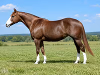 Kobila, Quarter Horse — fotografija 4