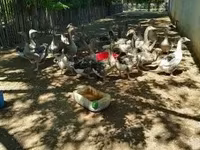 Geese — акс 5