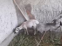 كبش, الأغنام — الصورة 3