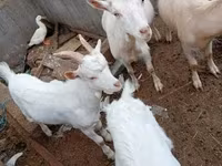 بز نر, بز — عکس 1