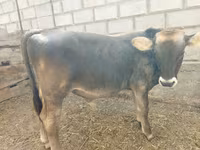 Говбуз, Swiss cattle — акс 3