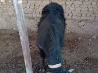 Pecore (lotto, sesso non specificato), Pecore — foto 2