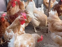 Chickens — الصورة 3