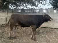 گاو نر, Swiss cattle — عکس 5