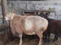 Domba jantan, Arashan sheep — foto 1