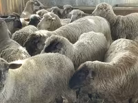 Montone, White Suffolk sheep — foto 2