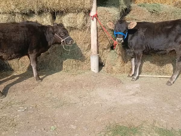 Krava, Alatau plemeno