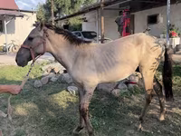 Ngựa đực, Tiger horse — ảnh 6