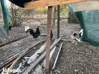Chickens — تصویر 4