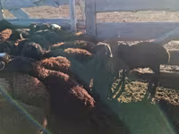 Berbec, Edilbay sheep — foto 2