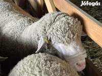 Vædder, Ile-de-France sheep — foto 3