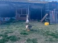 Geese — 2 зураг