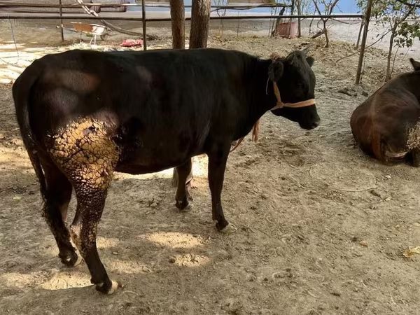 Mucca, Bovini