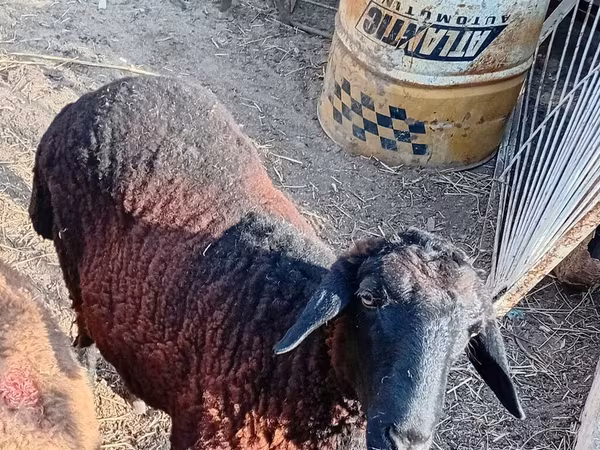 Ram, Sheep — Azerbaijan