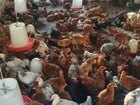 Chickens — foto 4