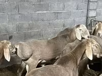Widder, Arashan sheep — Foto 6