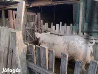 หมูป่าตัวผู้, หมู — รูปภาพ 1