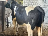 Ko, Russian Black pied cattle — foto 1