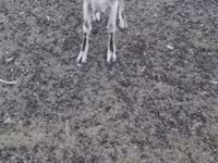 Cabra, Nubian Goat — foto 3