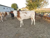 گاو ماده, Simmental cattle — عکس 1