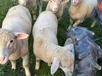 Biri-biri betina, Ile-de-France sheep — foto 5