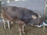 گاو نر, Swiss cattle — عکس 4
