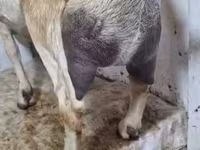 بز ماده, Nubian Goat — عکس 1
