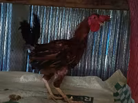 Chickens — foto 3