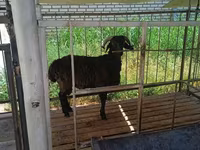Berbec, Oi — foto 4