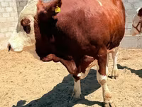 Tyre, Simmental cattle — foto 7