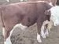 Bulle, Kasachische Weißkopfkuh — Foto 5