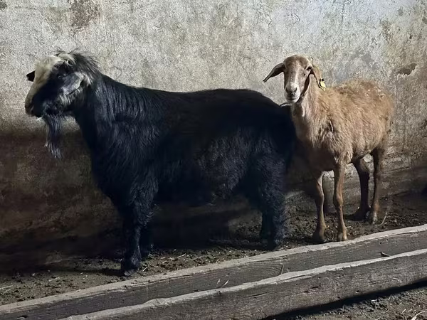 Jarac, Козе