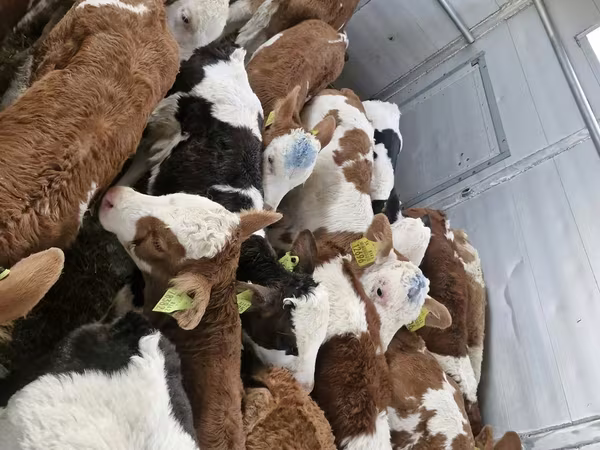 Ταύρος, Simmental cattle