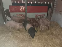公猪, Pigs — 照片 3