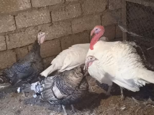 Turkeys