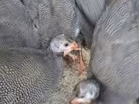 Guinea fowl — фото 1