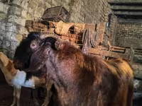 Ямааны ухна, Kamori goats — 1 зураг