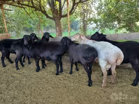 قوچ, Hissar sheep — عکس 1
