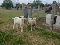 Carneiro, Merino sheep — foto 1