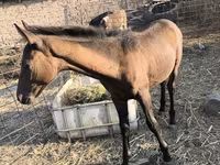 Klisna, Thoroughbred horse — foto 4