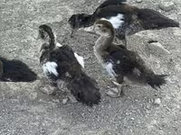 Ducks — عکس 8