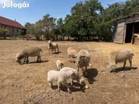 Domba betina, Sheep — foto 4