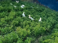 Chickens — foto 6